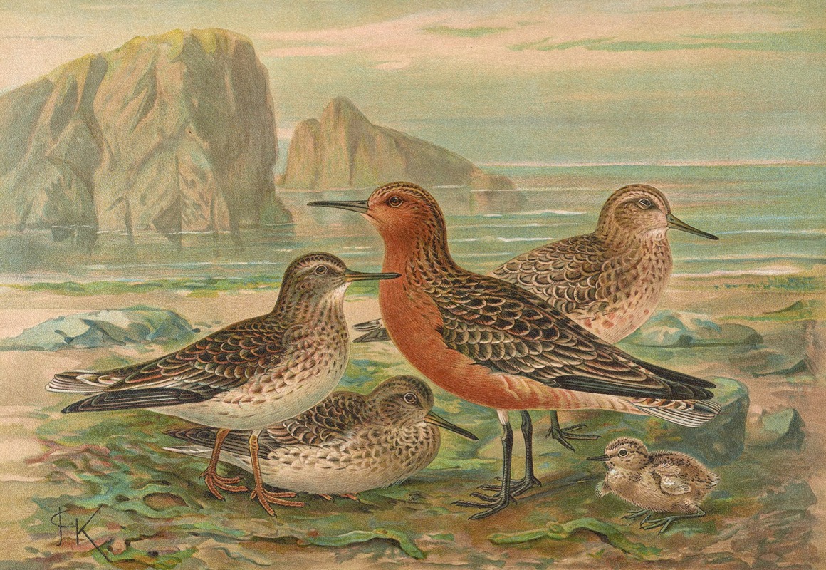 Tringa canutus, Tringa maritima by Johann Friedrich Naumann — digital art print download