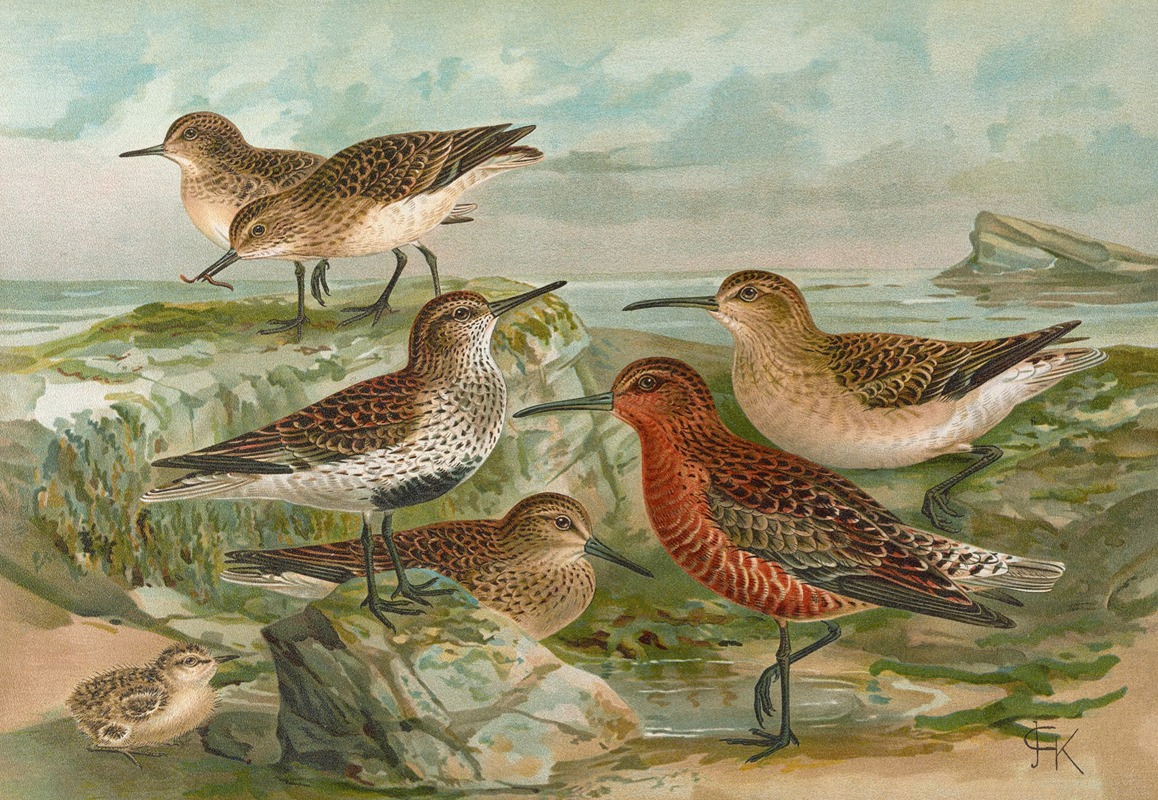 Tringa Temmincki Leisl, Tringa alpina, Tringa subarcuata — Johann Friedrich Naumann