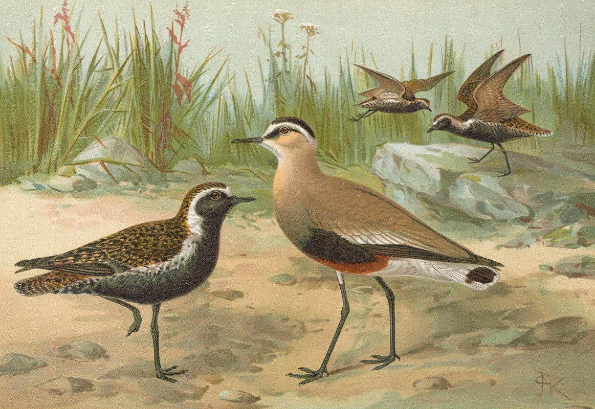 Vanellus gregarius (Pall.), Charadrius dominicus St. Muller — Иоганн Фридрих Науман