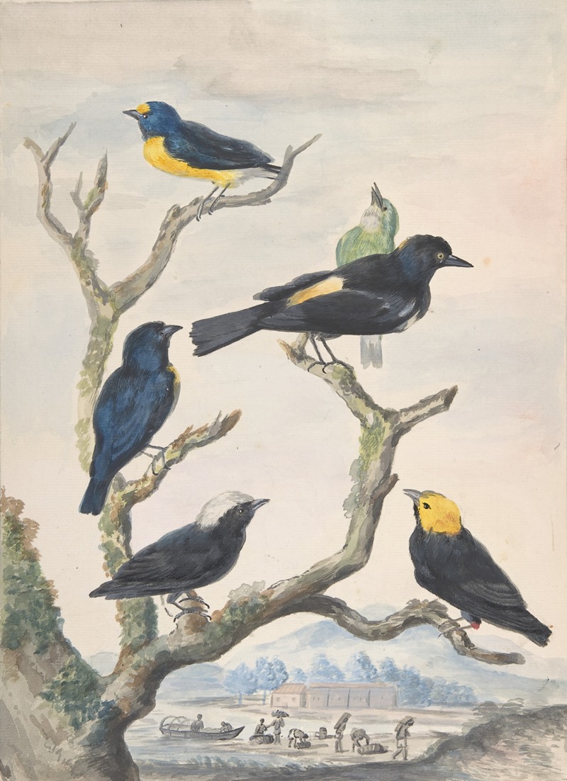 Six South American Birds by Абрахам Мертенс — digital art print download