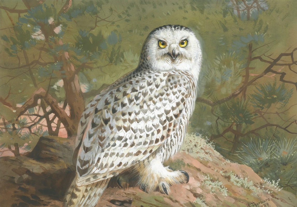 A Female Snowy Owl by Арчибальд Торберн, 1889 — digital art print download