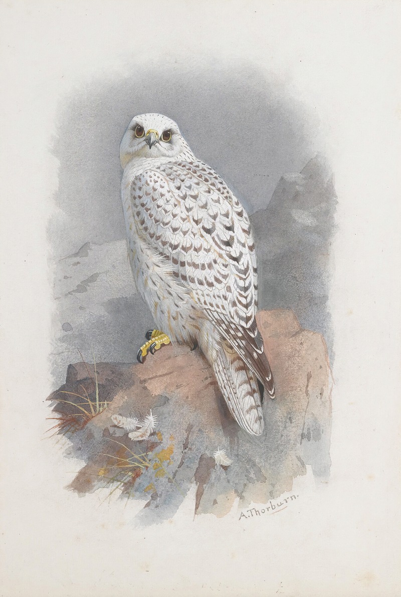 A Greenland Falcon by Арчибальд Торберн — digital art print download