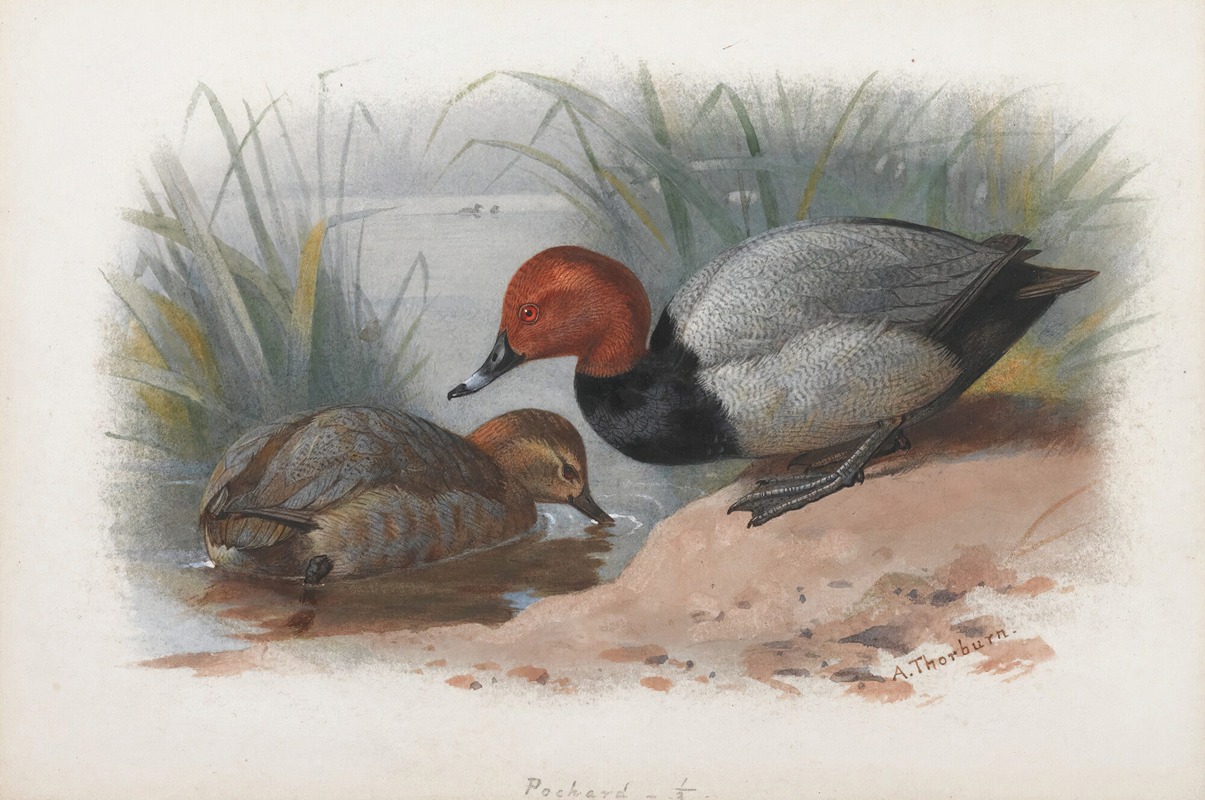A Pair Of Pochard by Арчибальд Торберн — digital art print download