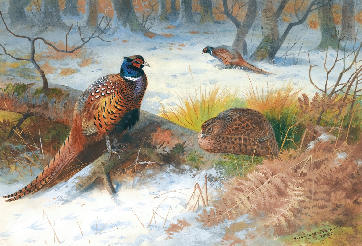 Pheasants In The Snow by Арчибальд Торберн, 1897 — digital art print download