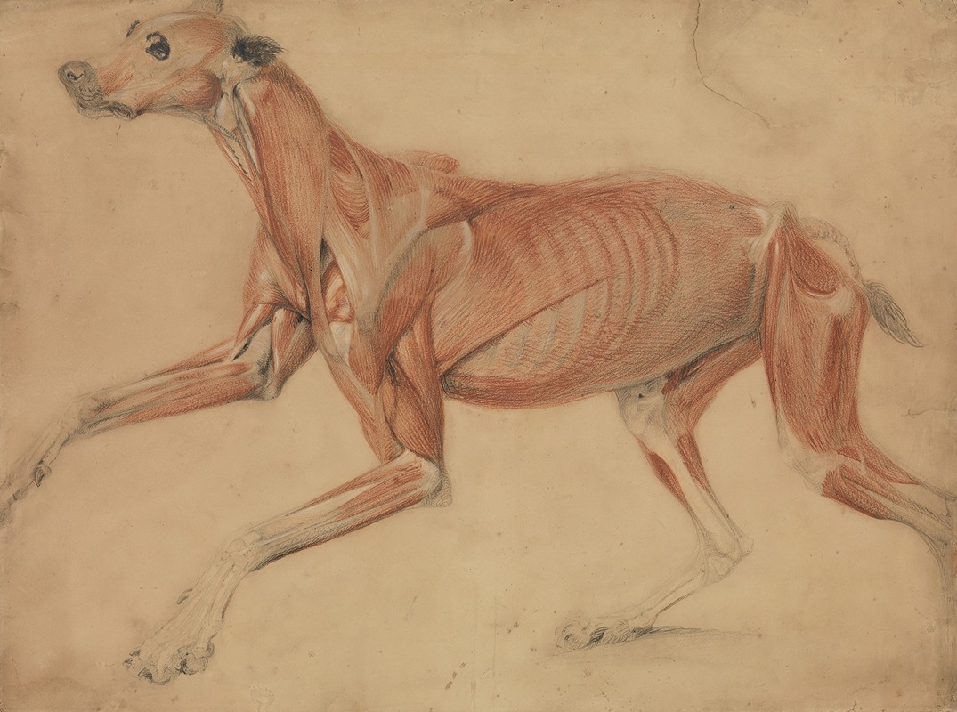 A Full Size Écorché Study of a Hound by Чарльз Ландсир, 1821 — digital art print download