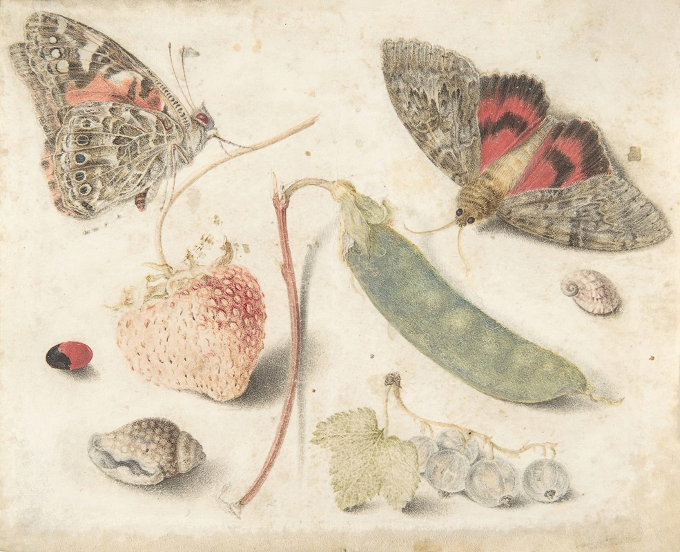Studies of Fruits, Insects and Shells — Georg Flegel