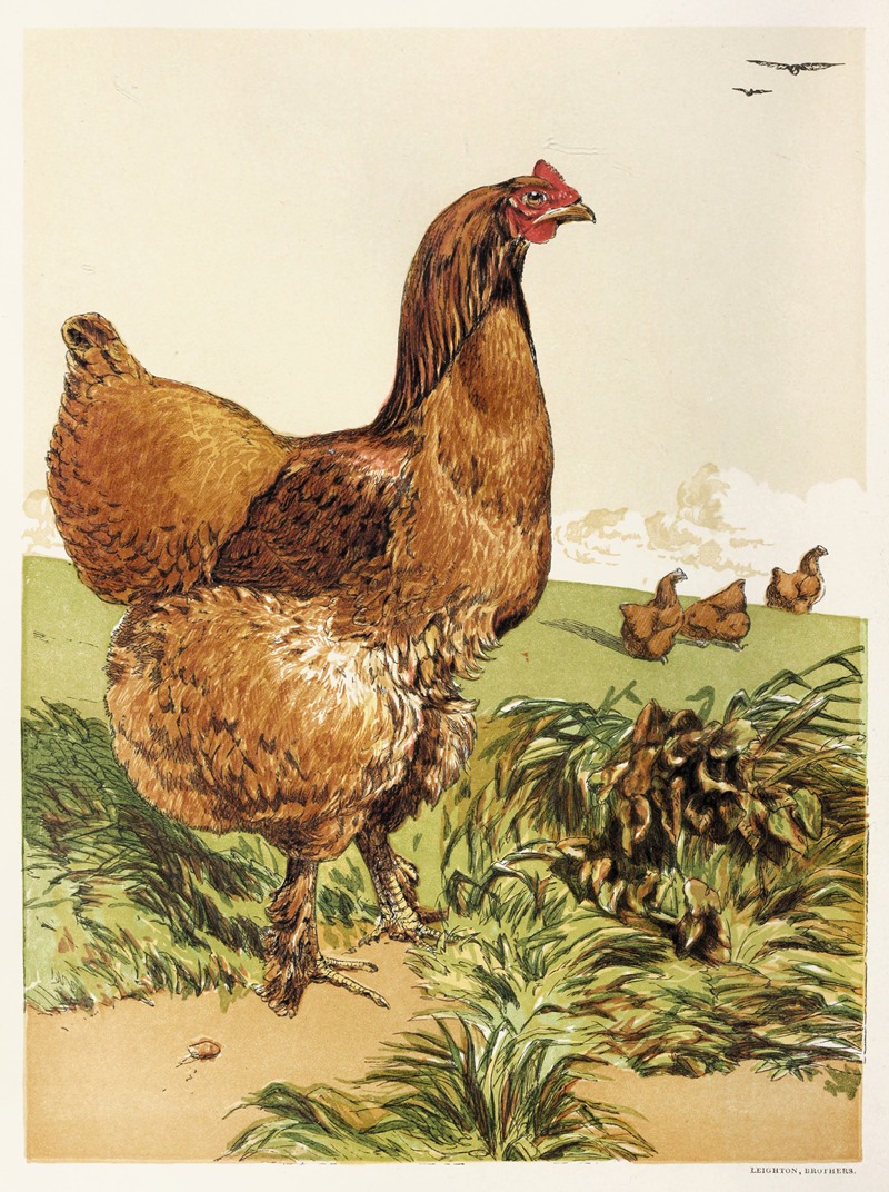 Cinnamon Cochin Hen by Harrison Weir, 1867 — digital art print download