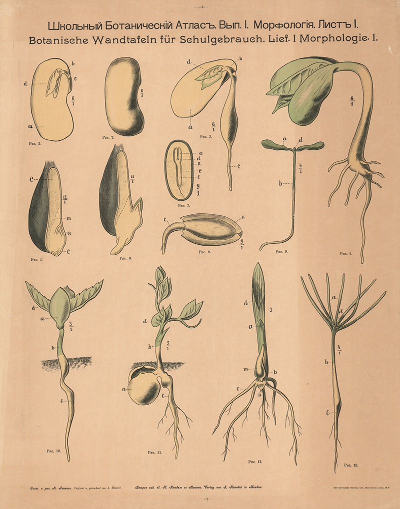 Seeds and cotyledons by Alexander-Paul Henckel, 1905 — digital art print download