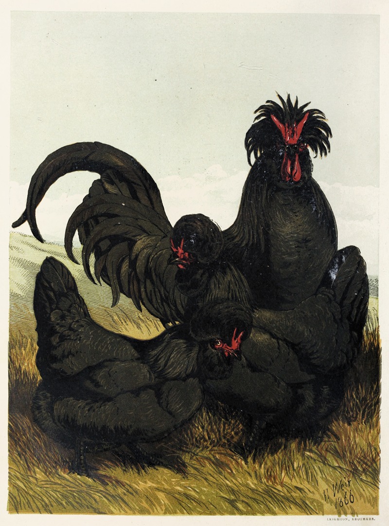 Creve cœur by Harrison Weir, 1867 — digital art print download