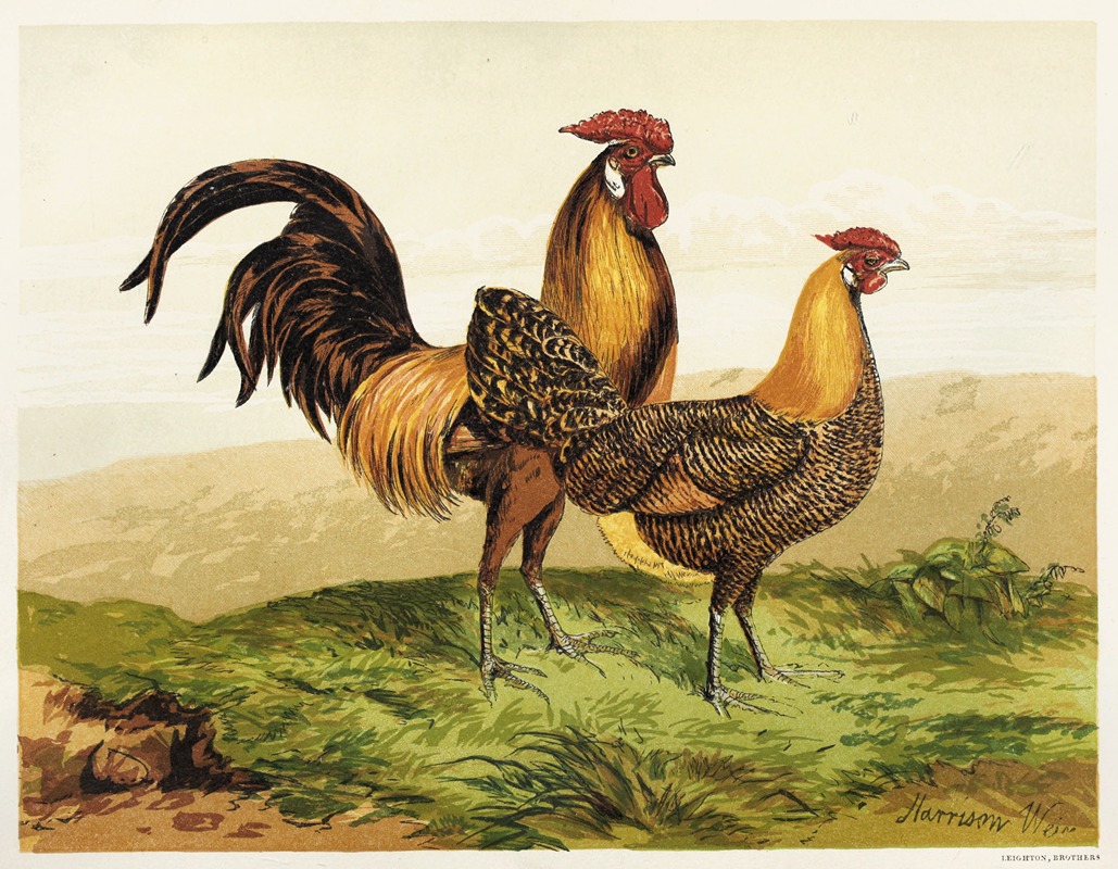 Golden Pencilled Hamburghs by Harrison Weir, 1867 — digital art print download