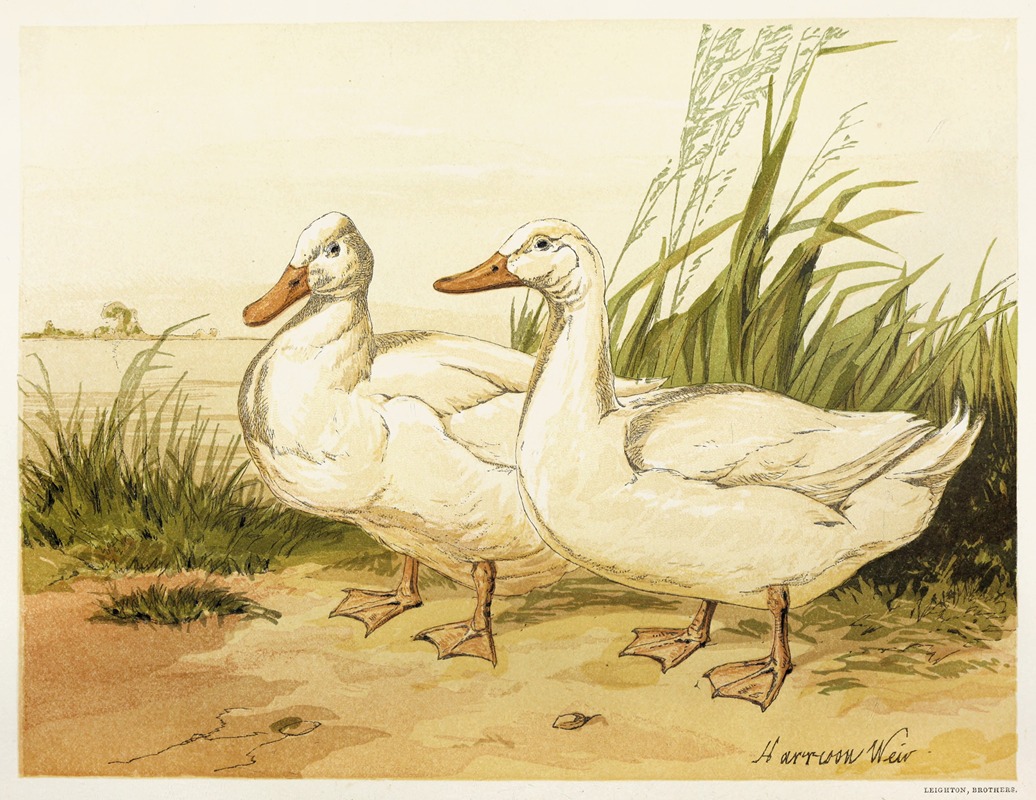 White Aylesbury Ducks by Harrison Weir, 1867 — digital art print download