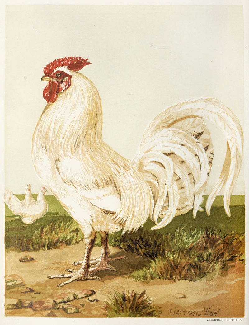 White Dorking by Harrison Weir, 1867 — digital art print download
