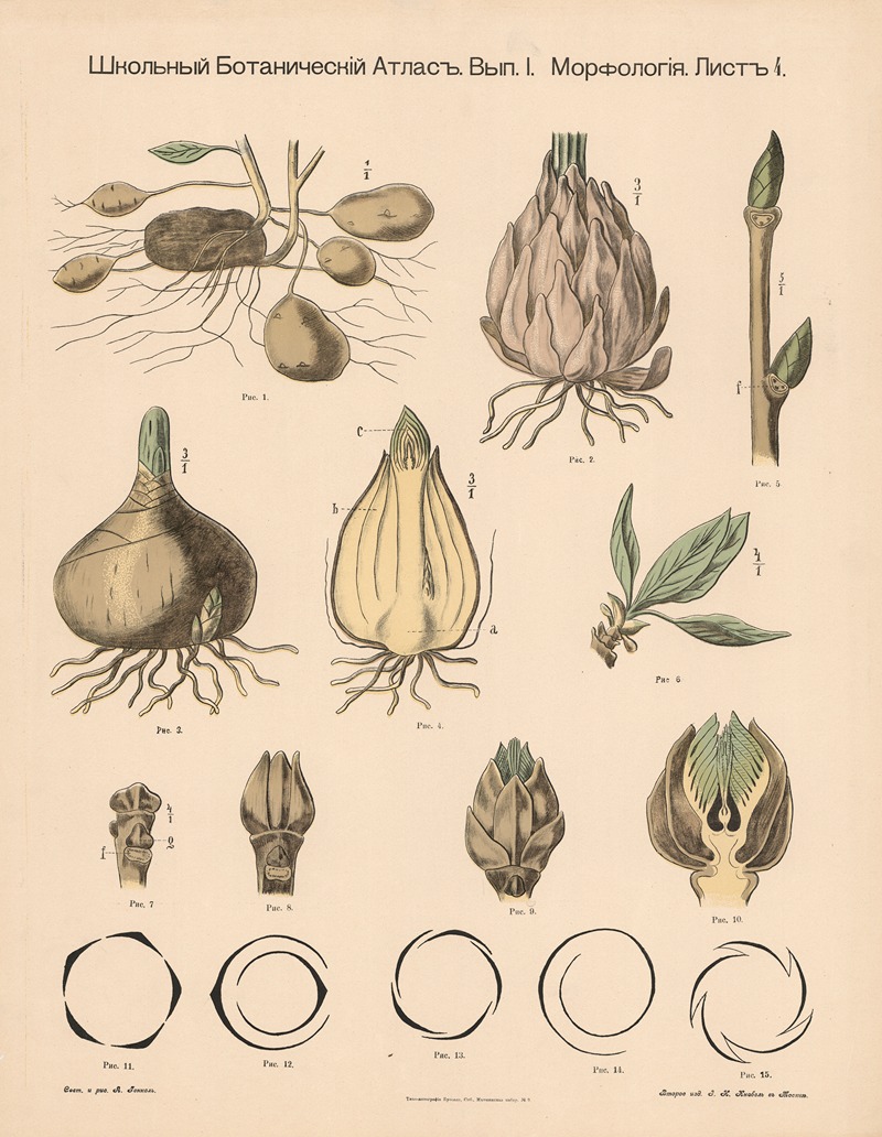 Tubers, etc. by Alexander-Paul Henckel, 1905 — digital art print download