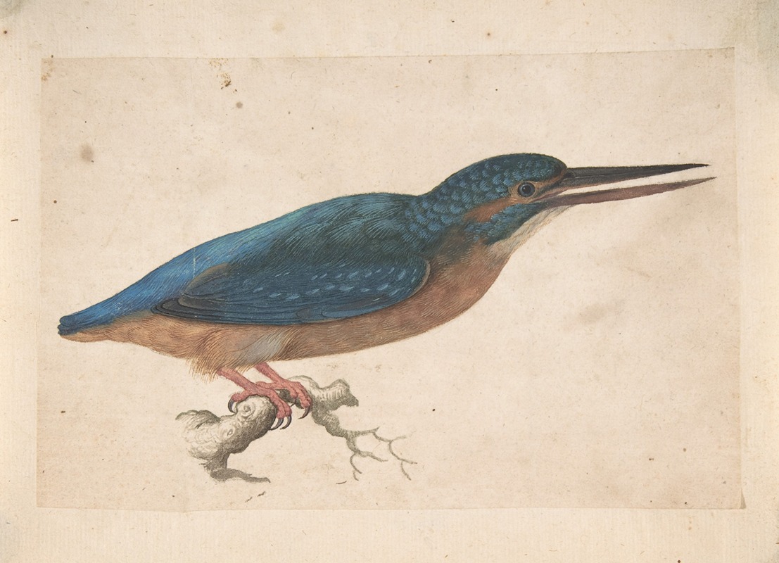 A Kingfisher on a Branch by Jacques Le Moyne de Morgues — digital art print download