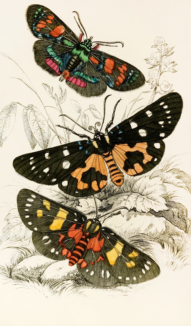 Agarista picta, Eusemia lectrix, Eusemia maculatrix by James Duncan, 1833 — digital art print download