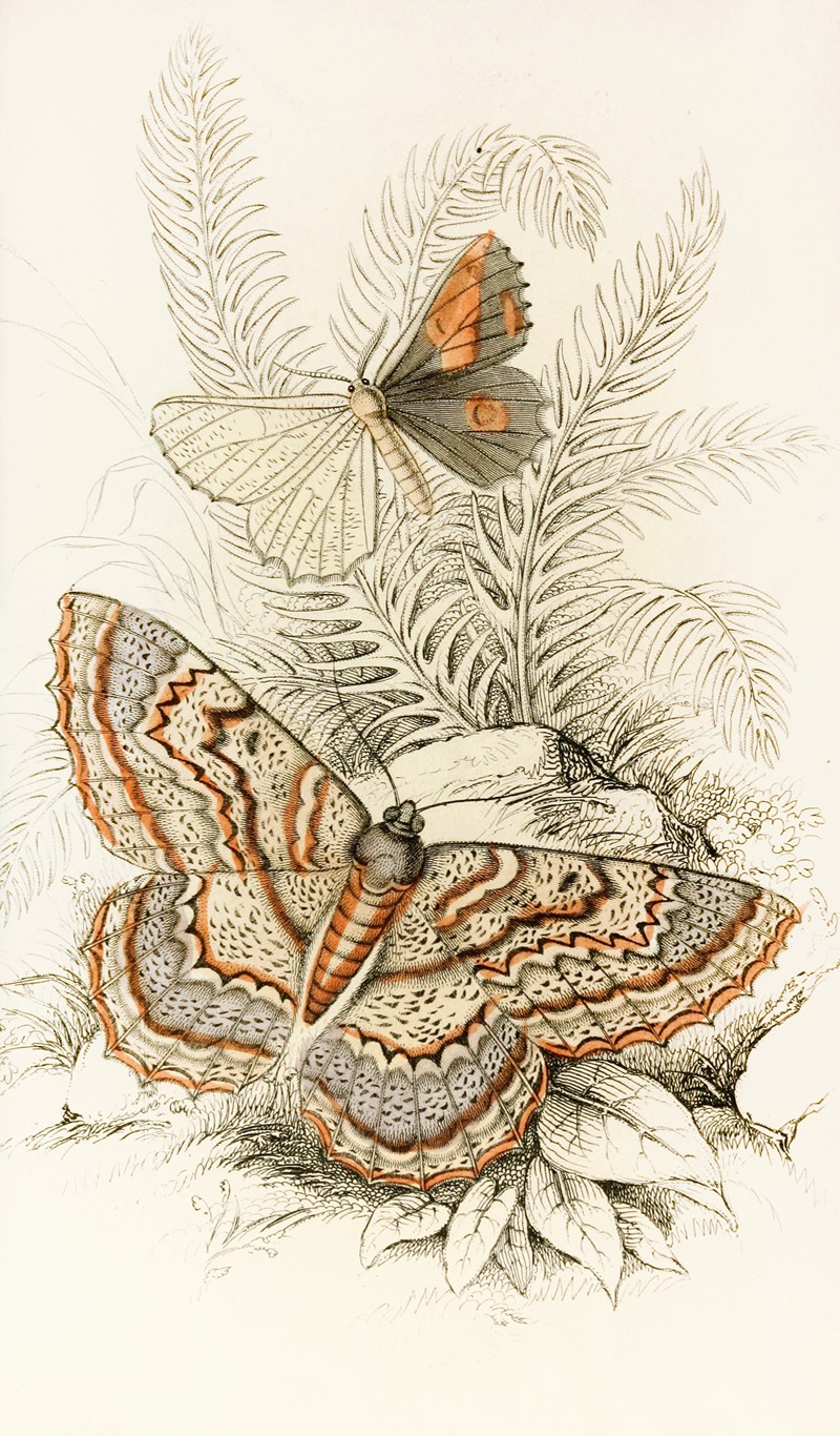 Angerona prunaria, Alcis scolopacea — James Duncan