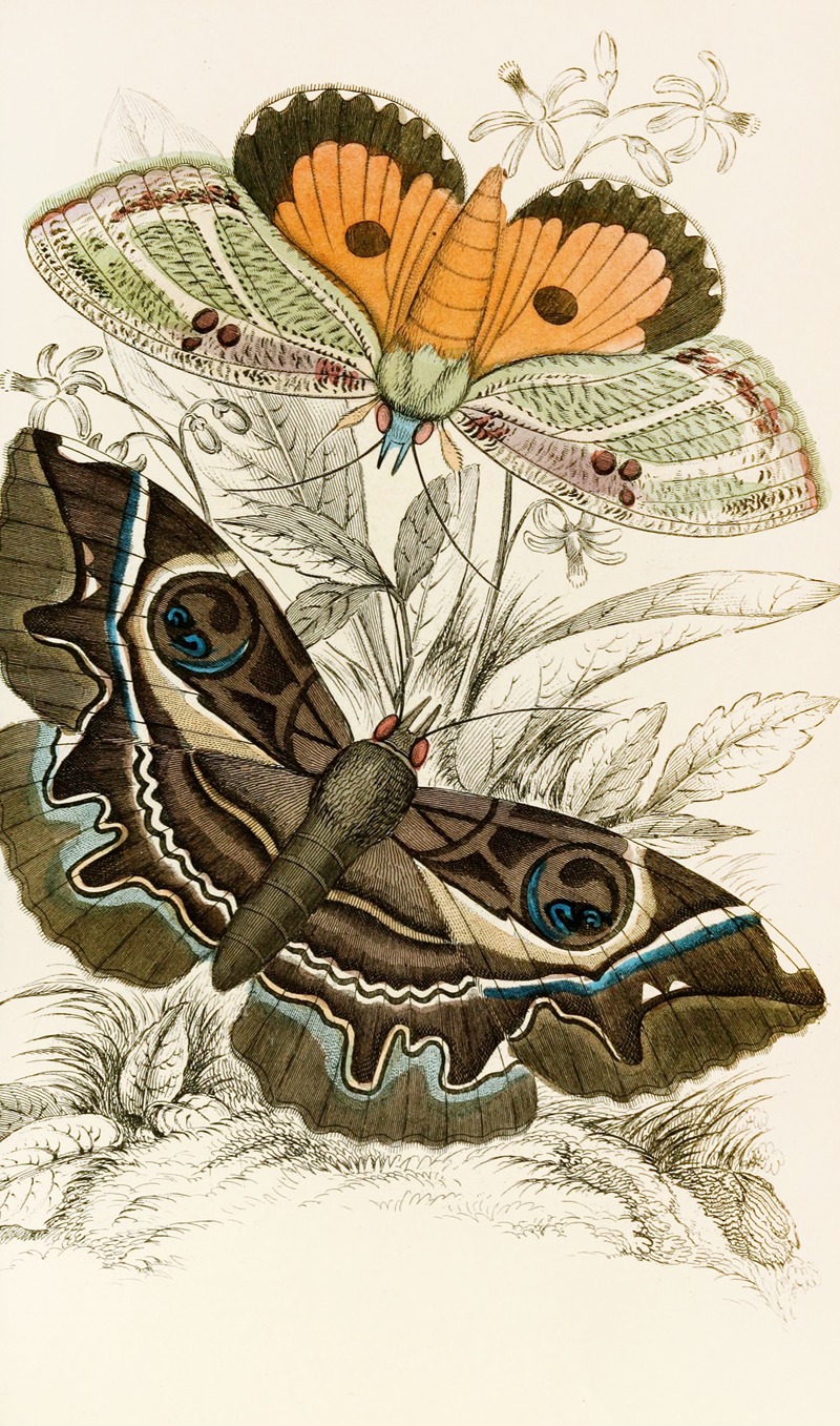 Erebus crepuscularis, Triphaena materna by James Duncan, 1833 — digital art print download