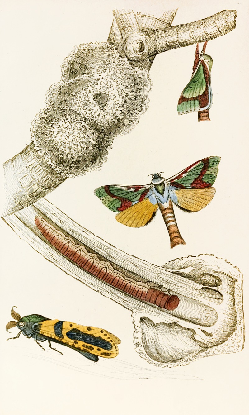 Hepialus lignivorus, Zeuzera minea — James Duncan