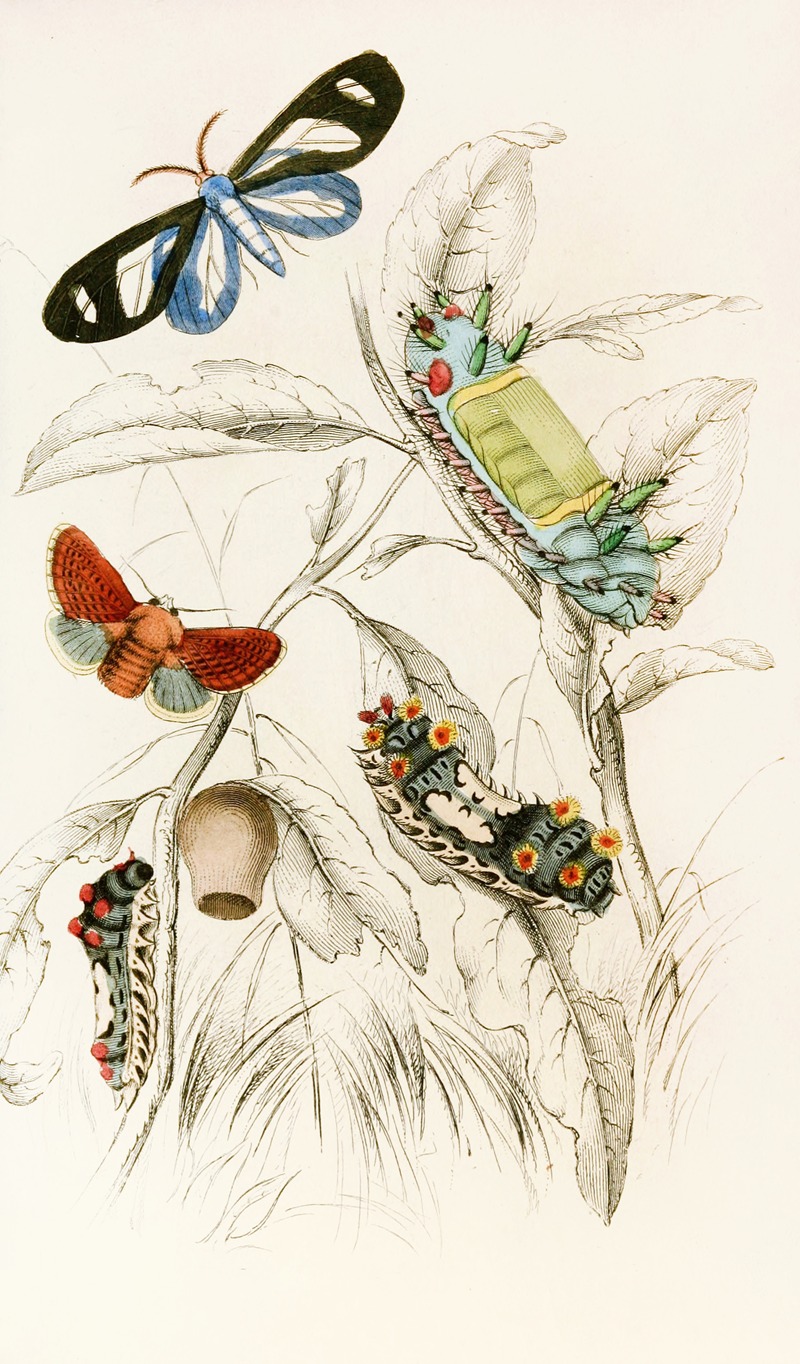 Limacodes Micilia, Doratifera vulnerans by James Duncan, 1833 — digital art print download
