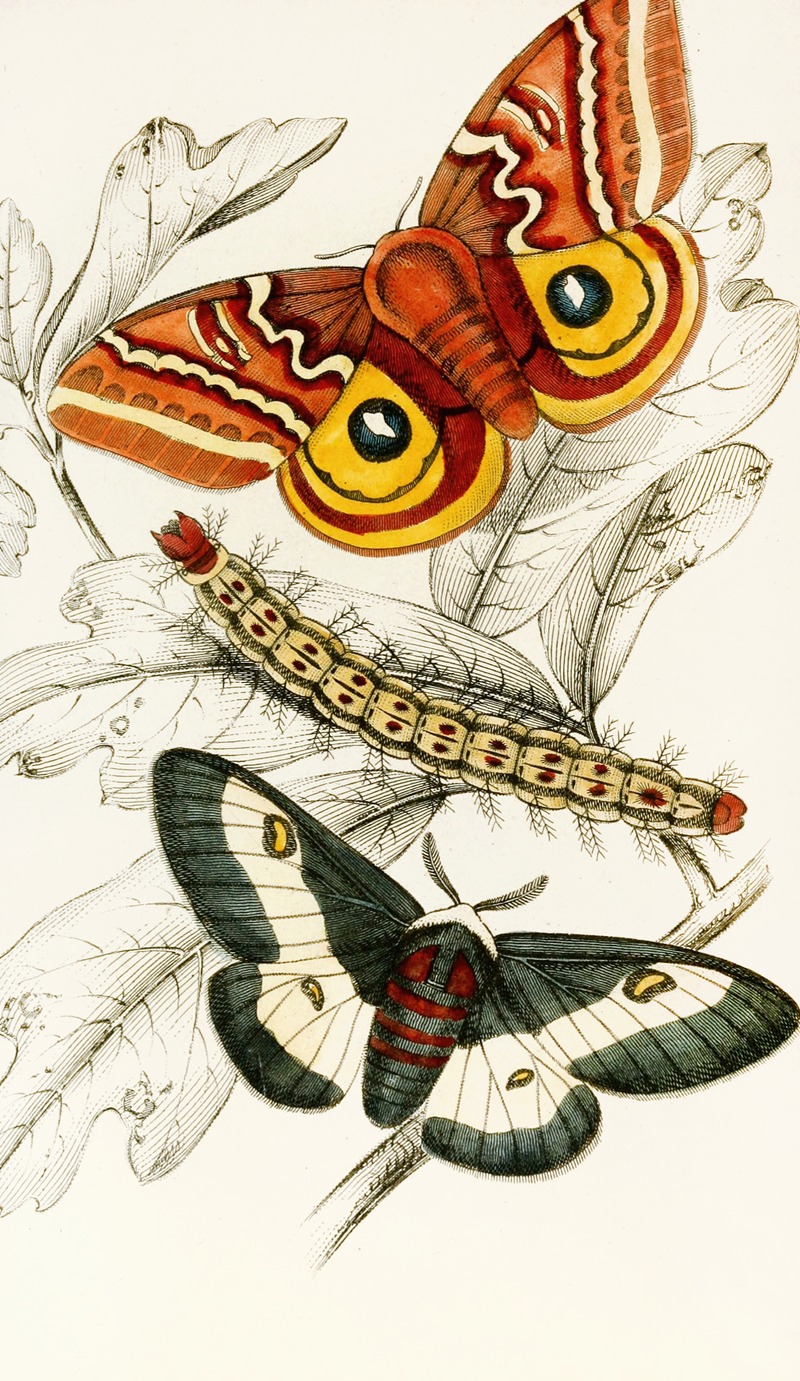 Saturnia Maia, Aglia Io by James Duncan, 1833 — digital art print download