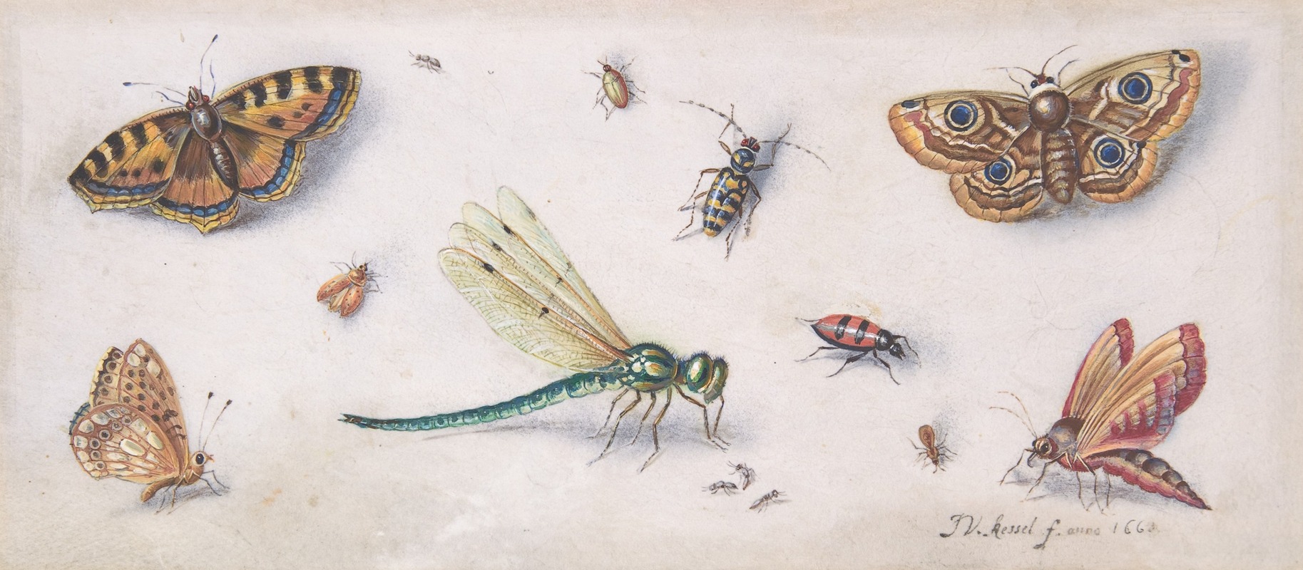 Insects, Butterflies, and a Dragonfly by Ян Ван Кессель Старший — digital art print download