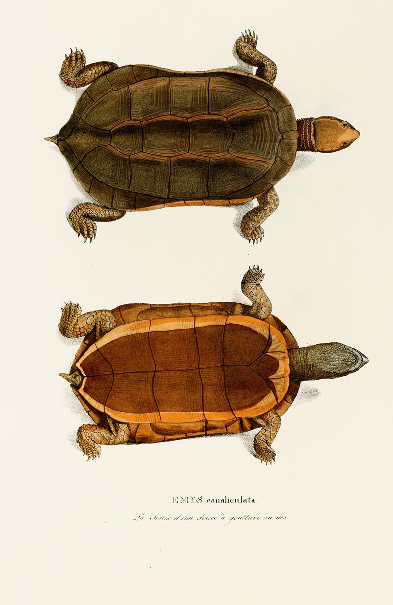 Emys Canaliculata by Johann Baptist von Spix, 1838 — digital art print download