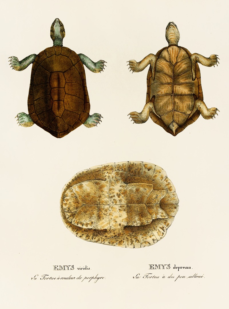 Emys Viridis, Emys Depressa by Johann Baptist von Spix, 1838 — digital art print download