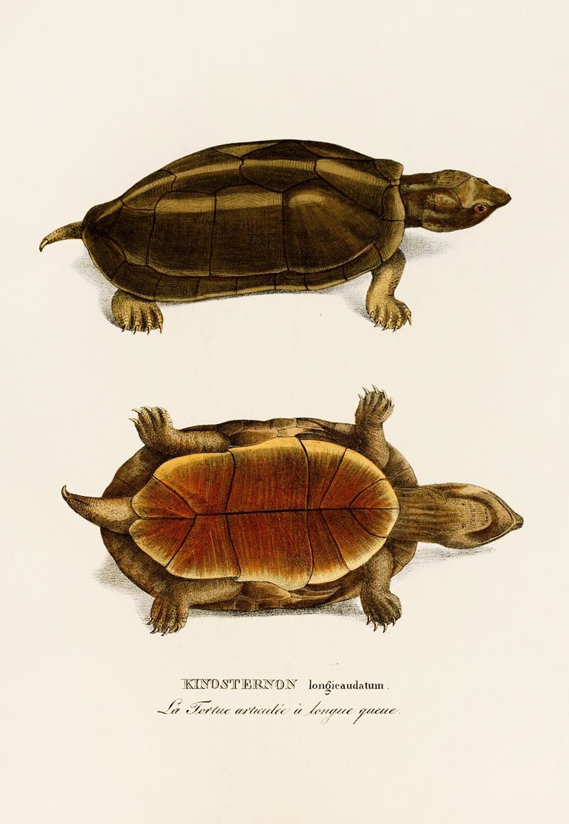 Kinosternon Longicaudatum by Johann Baptist von Spix, 1838 — digital art print download