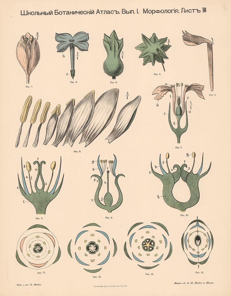 The inside of the flower — Alexander-Paul Henckel