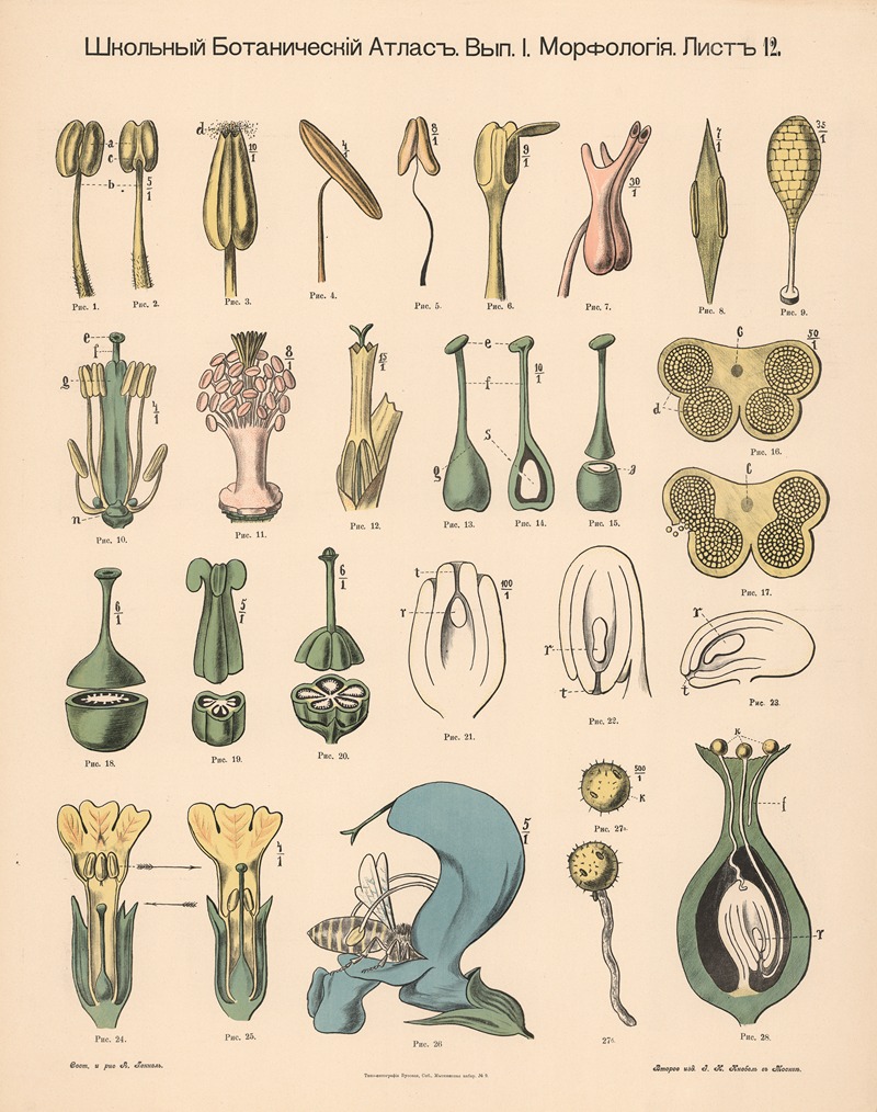 Stamen by Alexander-Paul Henckel, 1905 — digital art print download