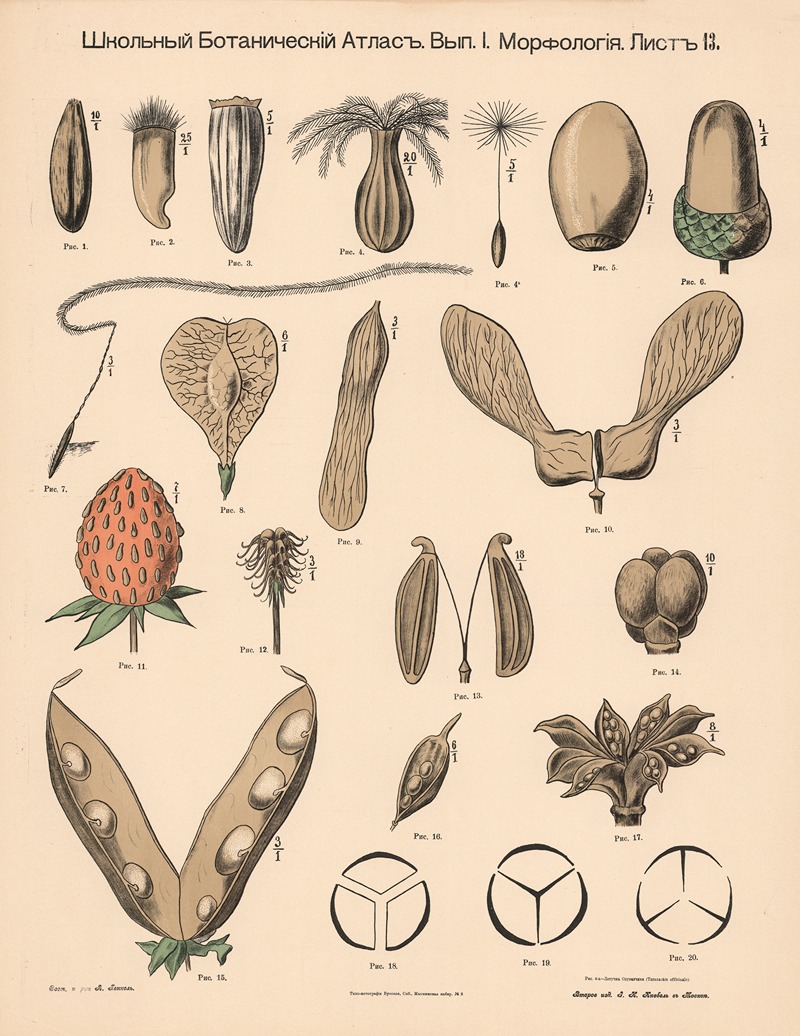 Seed capsules, fruits by Alexander-Paul Henckel, 1905 — digital art print download