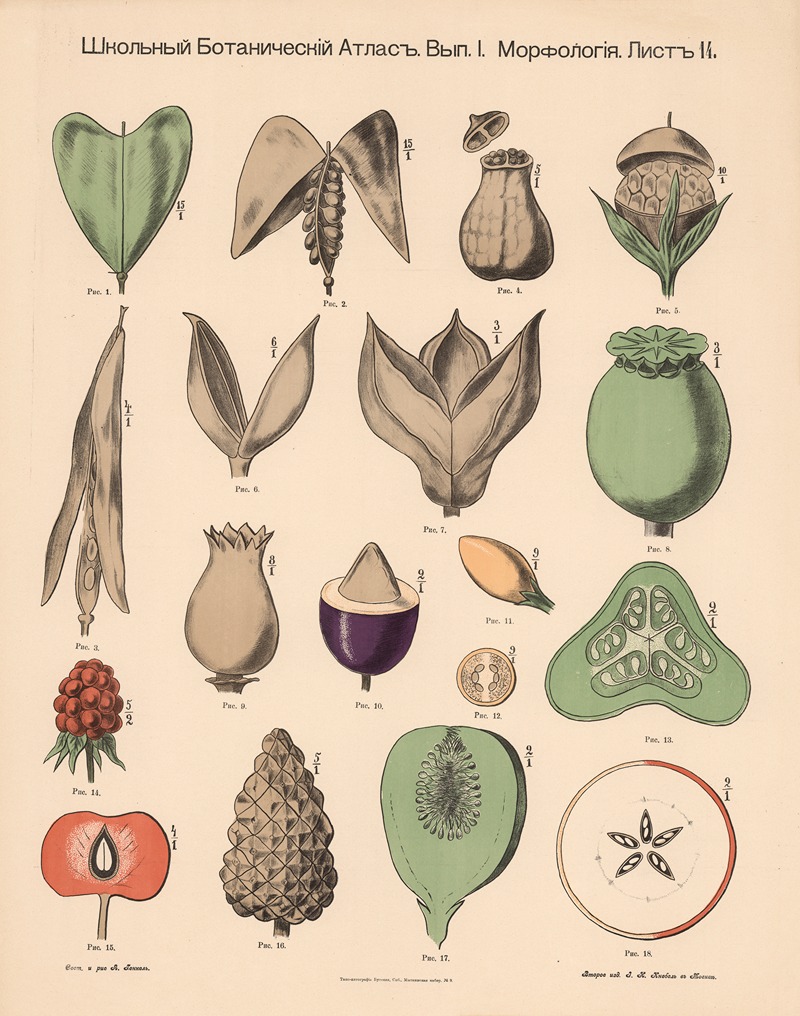 Fruits by Alexander-Paul Henckel, 1905 — digital art print download