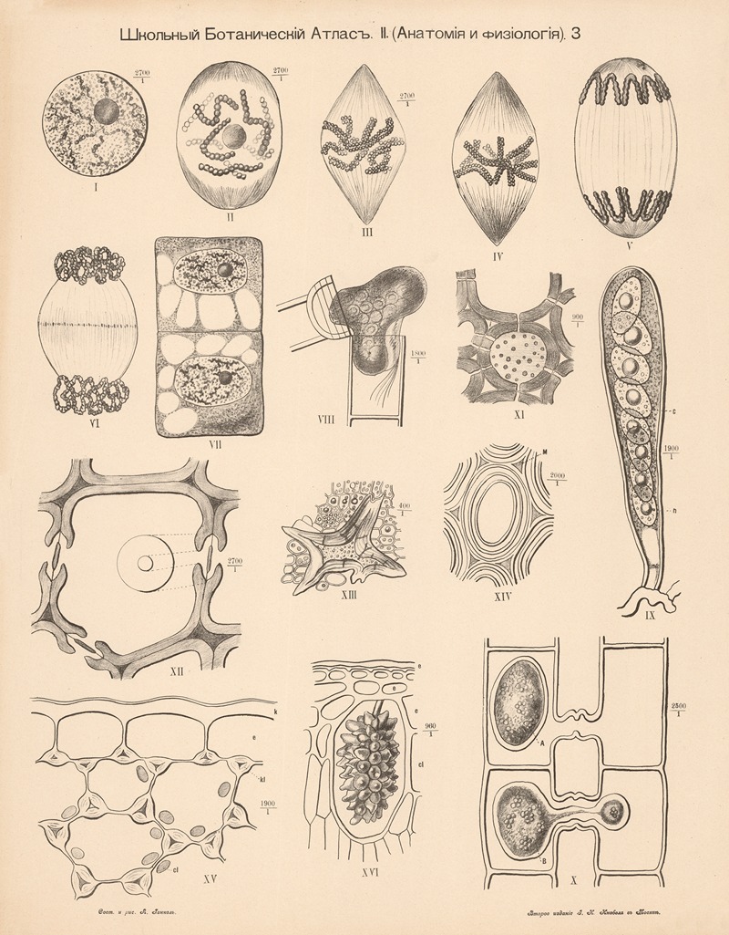 Cells by Alexander-Paul Henckel, 1905 — digital art print download