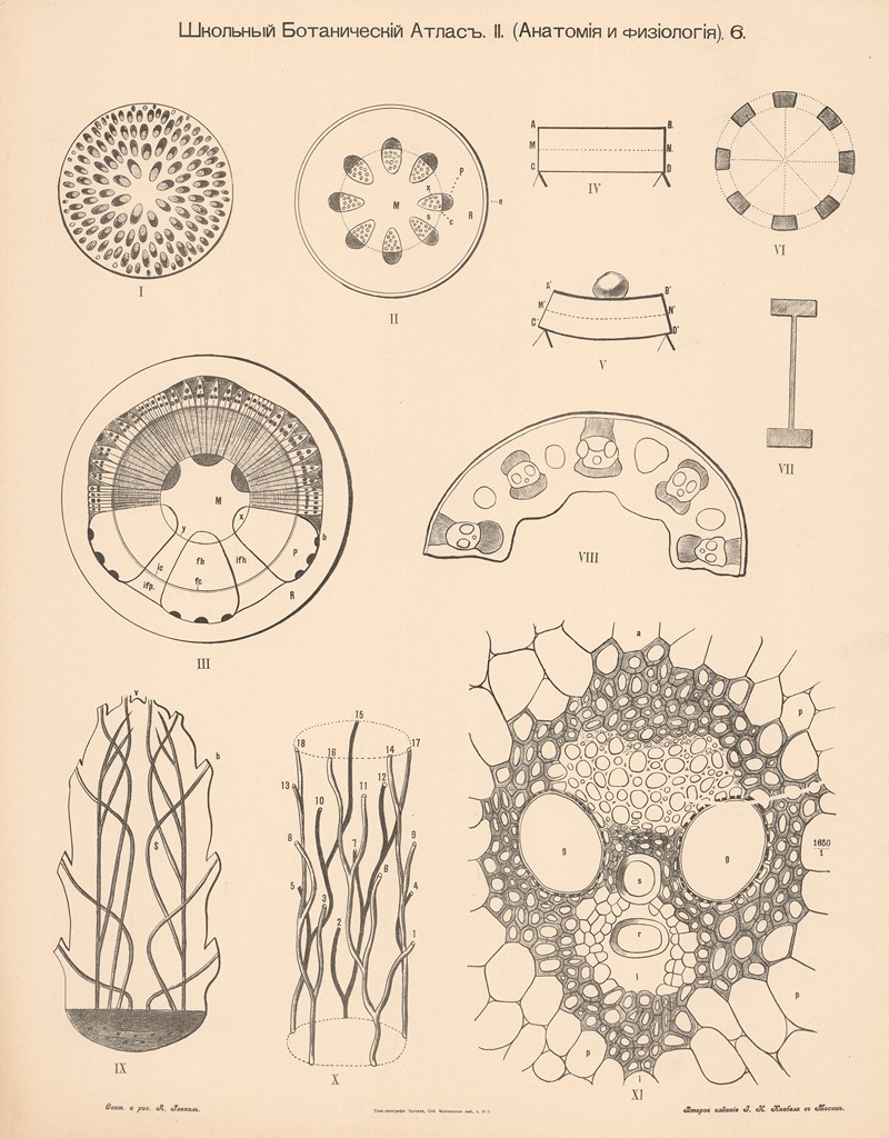 Vascular formation by Alexander-Paul Henckel, 1905 — digital art print download