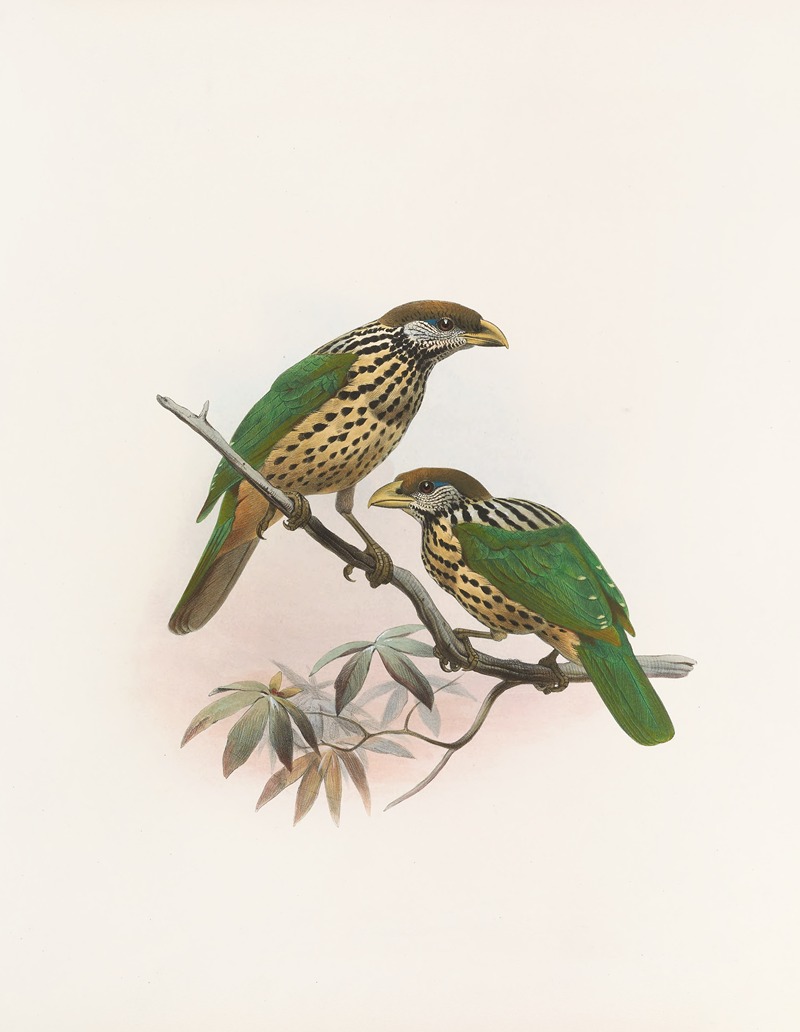 Ailuraedus buccoides by Daniel Giraud Elliot, 1873 — digital art print download