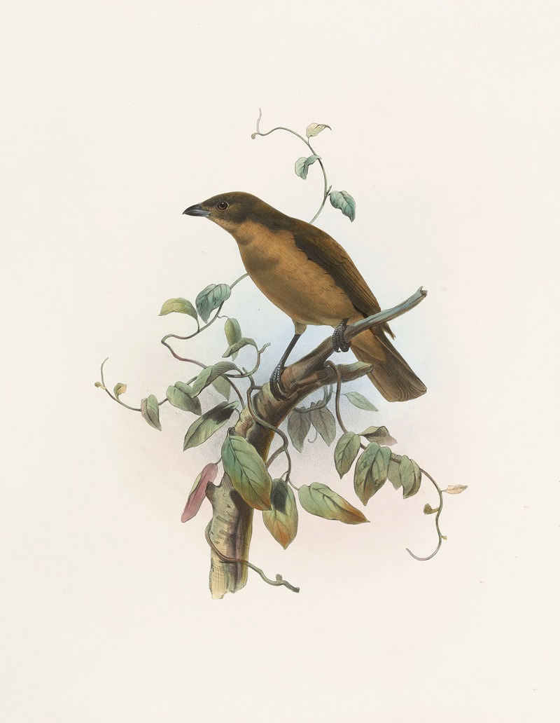 Amblyornis Inornatus — Daniel Giraud Elliot