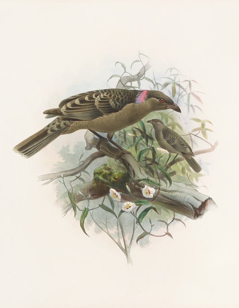 Chlamydodera nuchalis by Daniel Giraud Elliot, 1873 — digital art print download