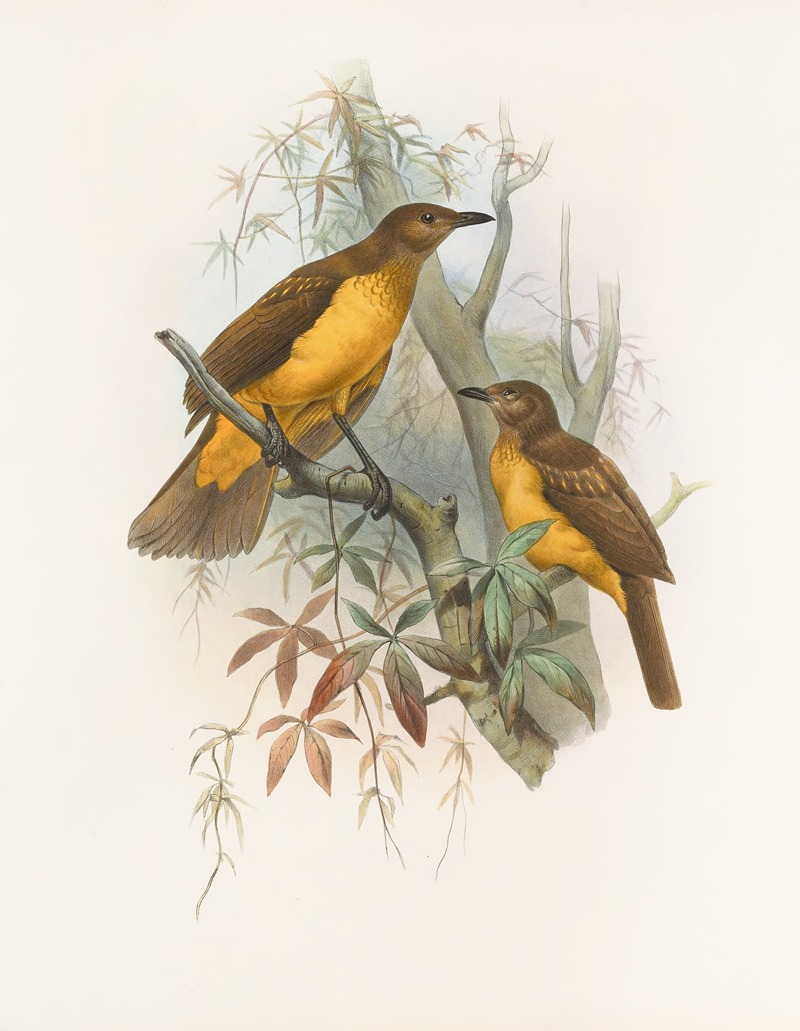 Chlamydodera xanthocastra by Daniel Giraud Elliot, 1873 — digital art print download