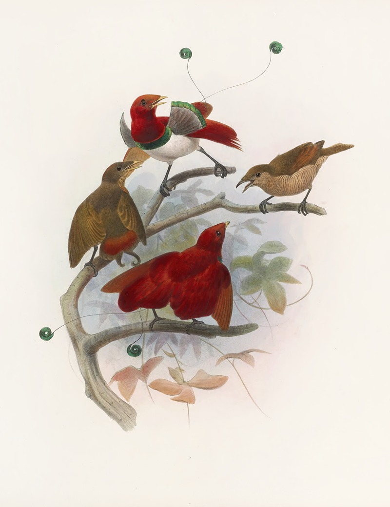 Cicinnurus regius by Daniel Giraud Elliot, 1873 — digital art print download