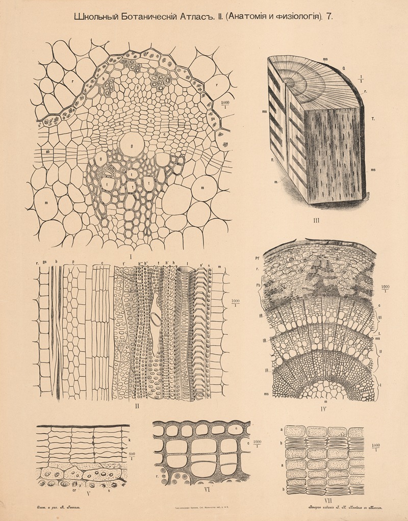 Wood from trees, annual rings by Alexander-Paul Henckel, 1905 — digital art print download