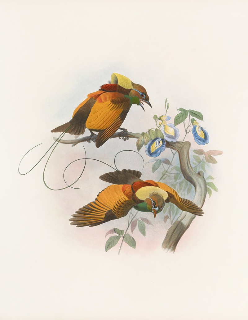 Diphyllodes chrysoptera by Daniel Giraud Elliot, 1873 — digital art print download