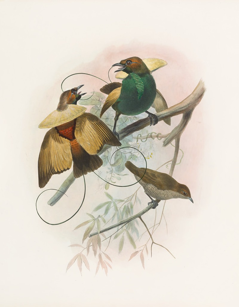 Diphyllodes speciosa by Daniel Giraud Elliot, 1873 — digital art print download