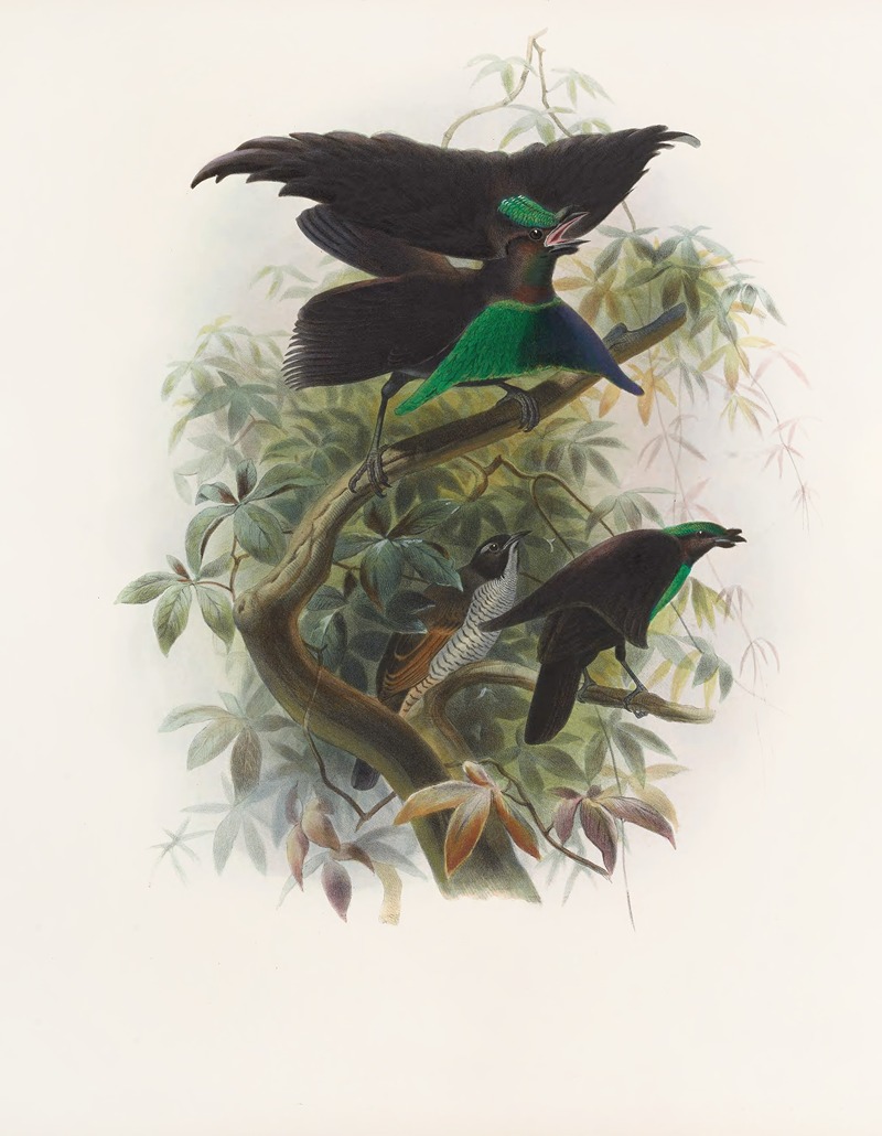 Lophorina atra by Daniel Giraud Elliot, 1873 — digital art print download