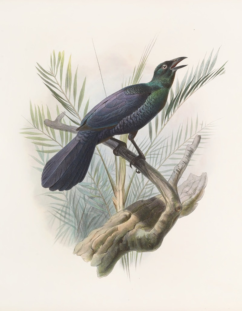 Manucodia atra by Daniel Giraud Elliot, 1873 — digital art print download
