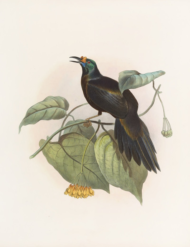 Paradigalla carunculata by Daniel Giraud Elliot, 1873 — digital art print download