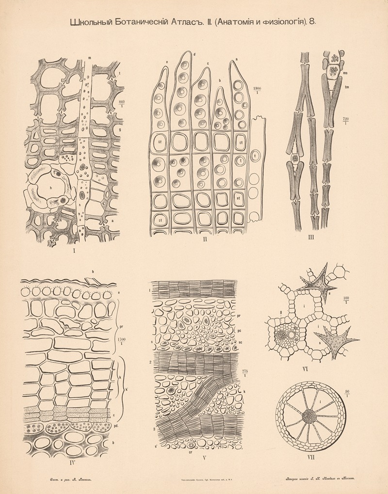 Plant tissue by Alexander-Paul Henckel, 1905 — digital art print download