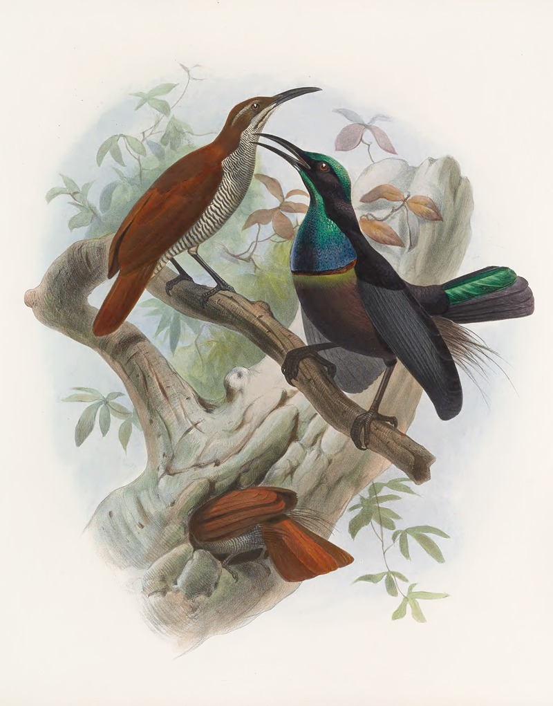 Ptiloris magnificus by Daniel Giraud Elliot, 1873 — digital art print download