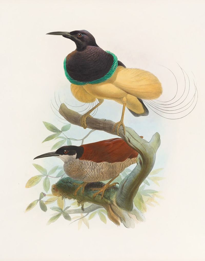 Seleucides alba by Daniel Giraud Elliot, 1873 — digital art print download