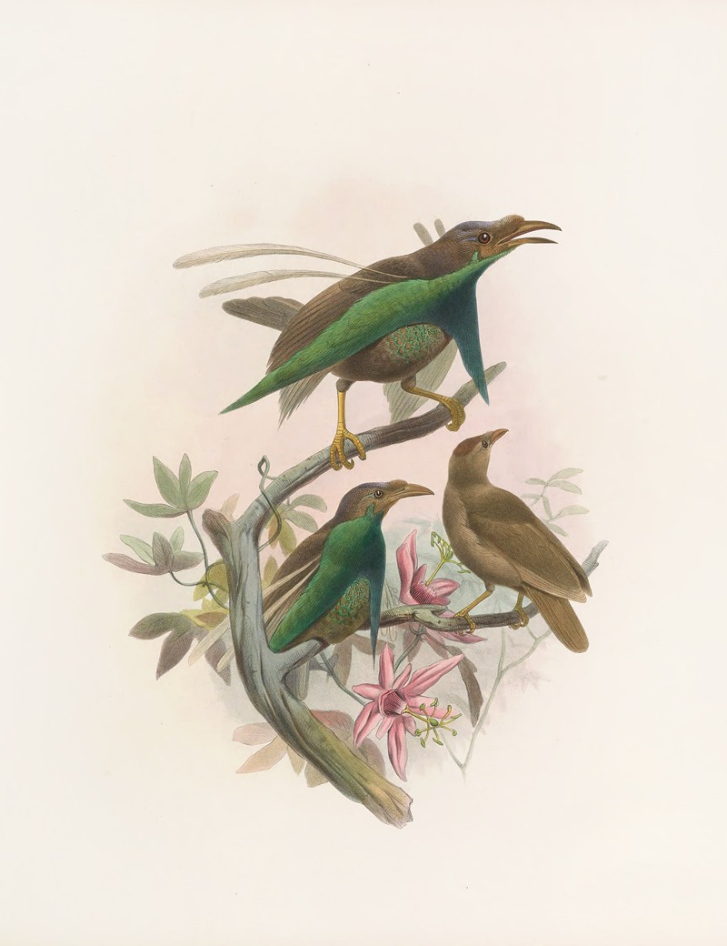 Semioptera Wallacii by Daniel Giraud Elliot, 1873 — digital art print download