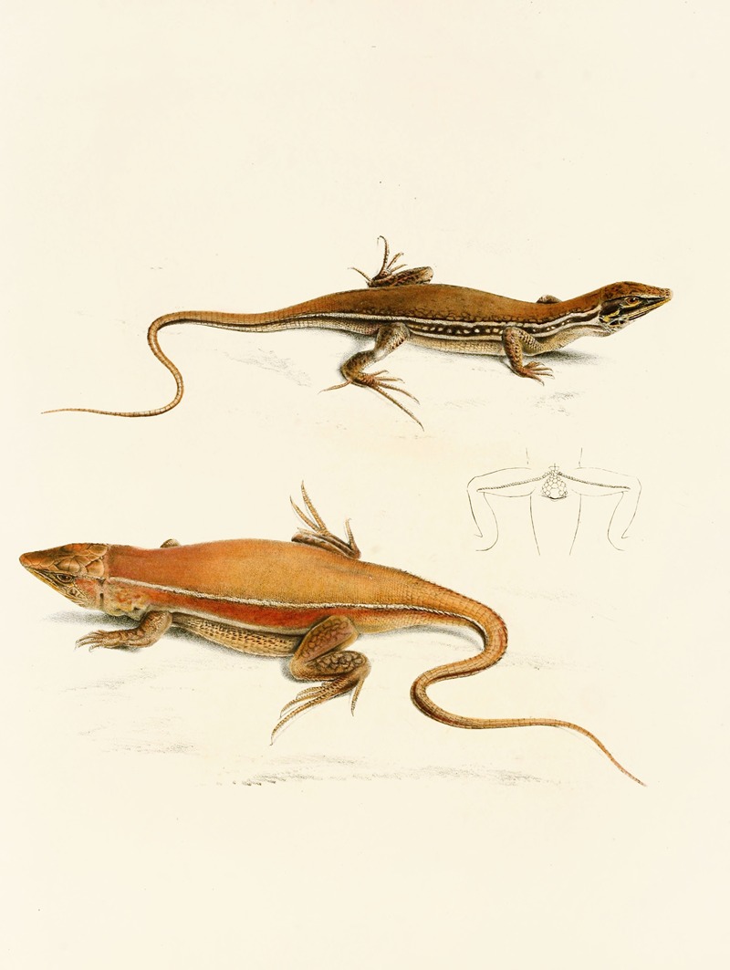 Acanthodactylus Capensis by Sir Andrew Smith, 1838-1849 — digital art print download
